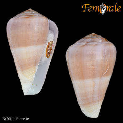 Image of cone snails