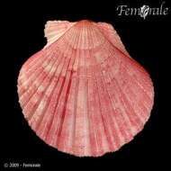 Image of Aequipecten commutatus (Monterosato 1875)