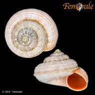 Image of Pomatiidae