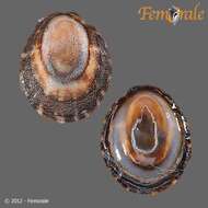 Image of unclassified Gastropoda