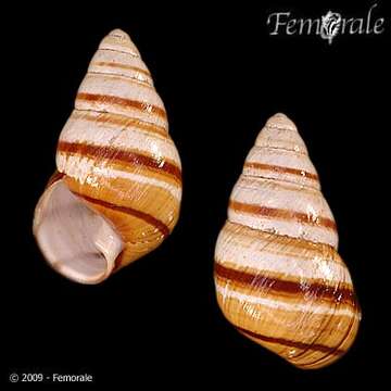 Image of Hawaiian Agate Snails