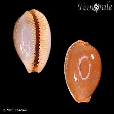 Image of half-extending cowry