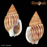 Image of nassa mud snails