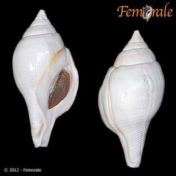 Image of Turbinellidae Swainson 1835