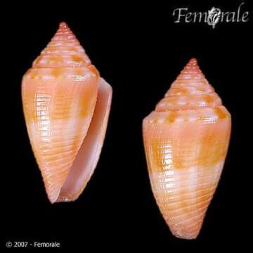 Image of Conasprella damasoi (Cossignani 2007)