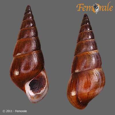 Plancia ëd Pachychilidae