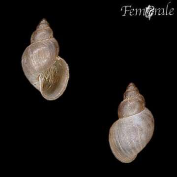 Image of bladder snails