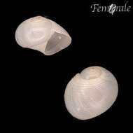 Image of moon snail
