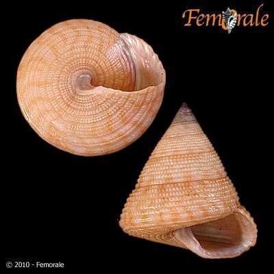 صورة <i>Calliostoma armillatum</i> Wood 1828