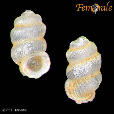 Image of Diplommatinidae