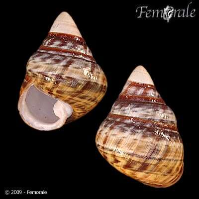 Image of Achatinella