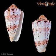 Image of cone snails