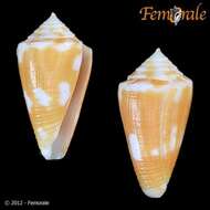 Image of Flame Cone