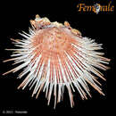 Image of Spondylus multimuricatus Reeve 1856