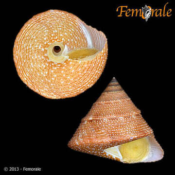 Imagem de Calliostomatidae Thiele 1924