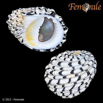 Image of textile nerite