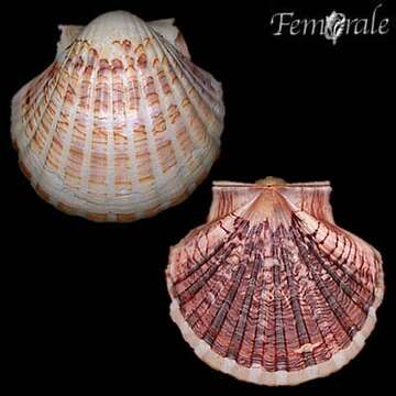 Image of Pecten erythraeensis G. B. Sowerby II 1842