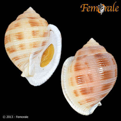 Image of Semicassis bisulcatum japonica (Reeve 1848)