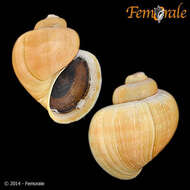 Ampullarioidea resmi