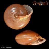 Image of Pleurodontidae