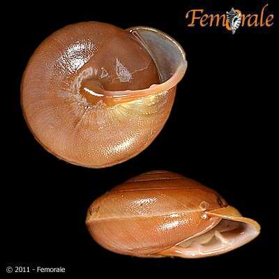 Image of Pleurodontidae