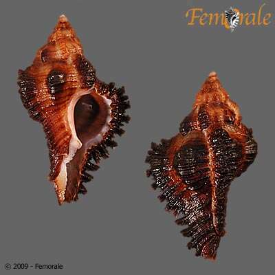 Image of Chicoreus monicae Bozzetti 2001