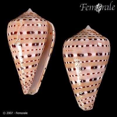 Image of cone snails