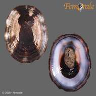 Image of unclassified Gastropoda