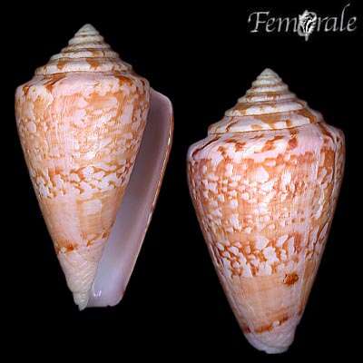 Image of cone snails