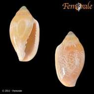 Image of Marginella Lamarck 1799