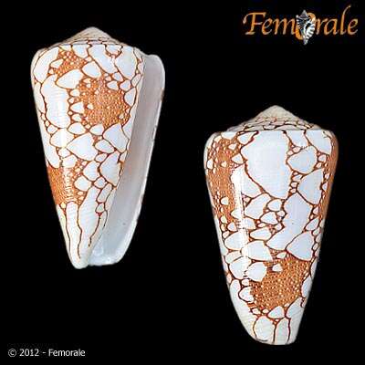 Image of cone snails