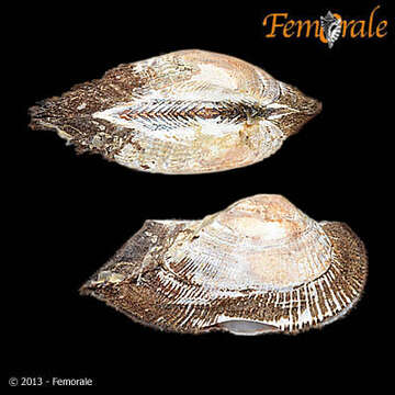 Image of Ark clam