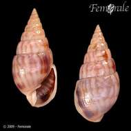 Image of unclassified Gastropoda