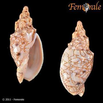 Image of Odontocymbiola Clench & R. D. Turner 1964