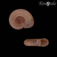 Image of ramshorn snails