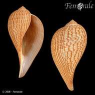 Image of fig shells