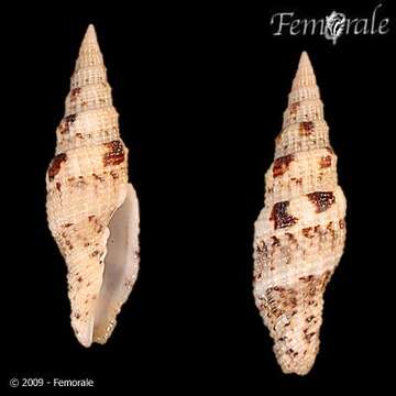 Image of Turbinelloidea Rafinesque 1815