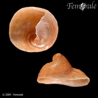 Image of Chinese hat snails