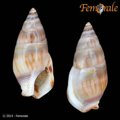 Image of Nassarius Duméril 1805