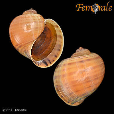 <i>Pomacea lineata</i> Spix 1827 resmi