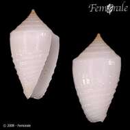 Image of Conasprella Thiele 1929