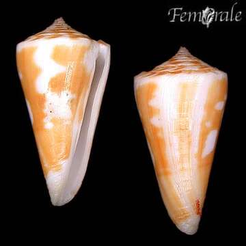 Image of cone snails