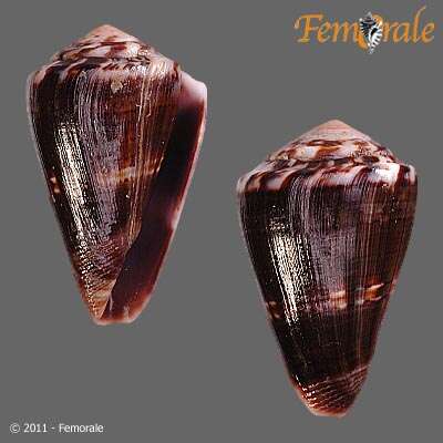 Image of Conus fumigatus blainvillei Kiener 1845