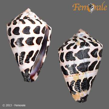 Image of cone snails