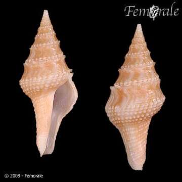 Imagem de Clavatulidae Gray 1853