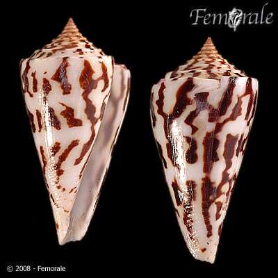 Image of Conasprella Thiele 1929