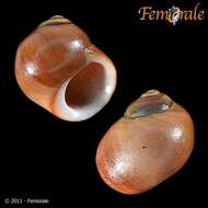 Image of Periwinkle snails