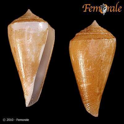 Image of Conasprella Thiele 1929