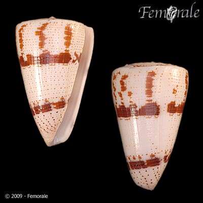 Image of cone snails