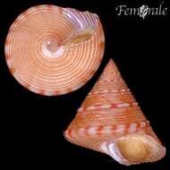 Sivun Calliostoma Swainson 1840 kuva